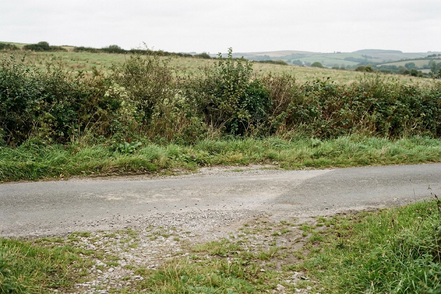 A grass verge where a made road turns into a rutted track.
